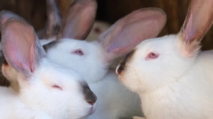 关在笼子里的一群白兔。在农场饲养动物。