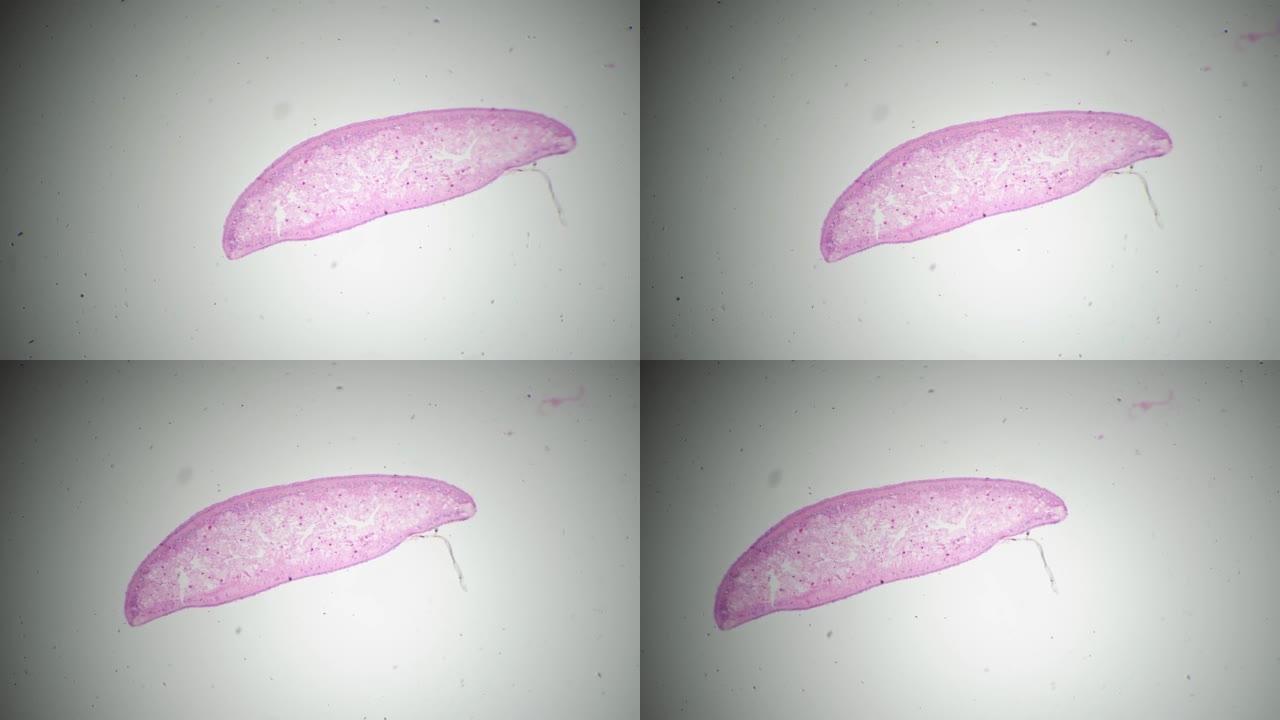 在明场上拍摄的横断面40x中Planaria的显微镜头