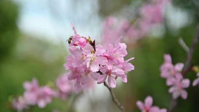 樱花