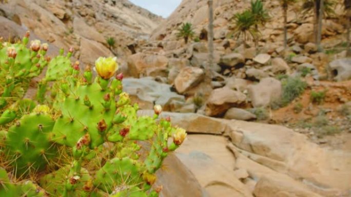 沙漠峡谷中黄色盛开的仙人掌，干燥的自然景观。巴兰科·德·拉斯·佩尼塔斯。峡谷中的徒步旅行路径，砂岩丘