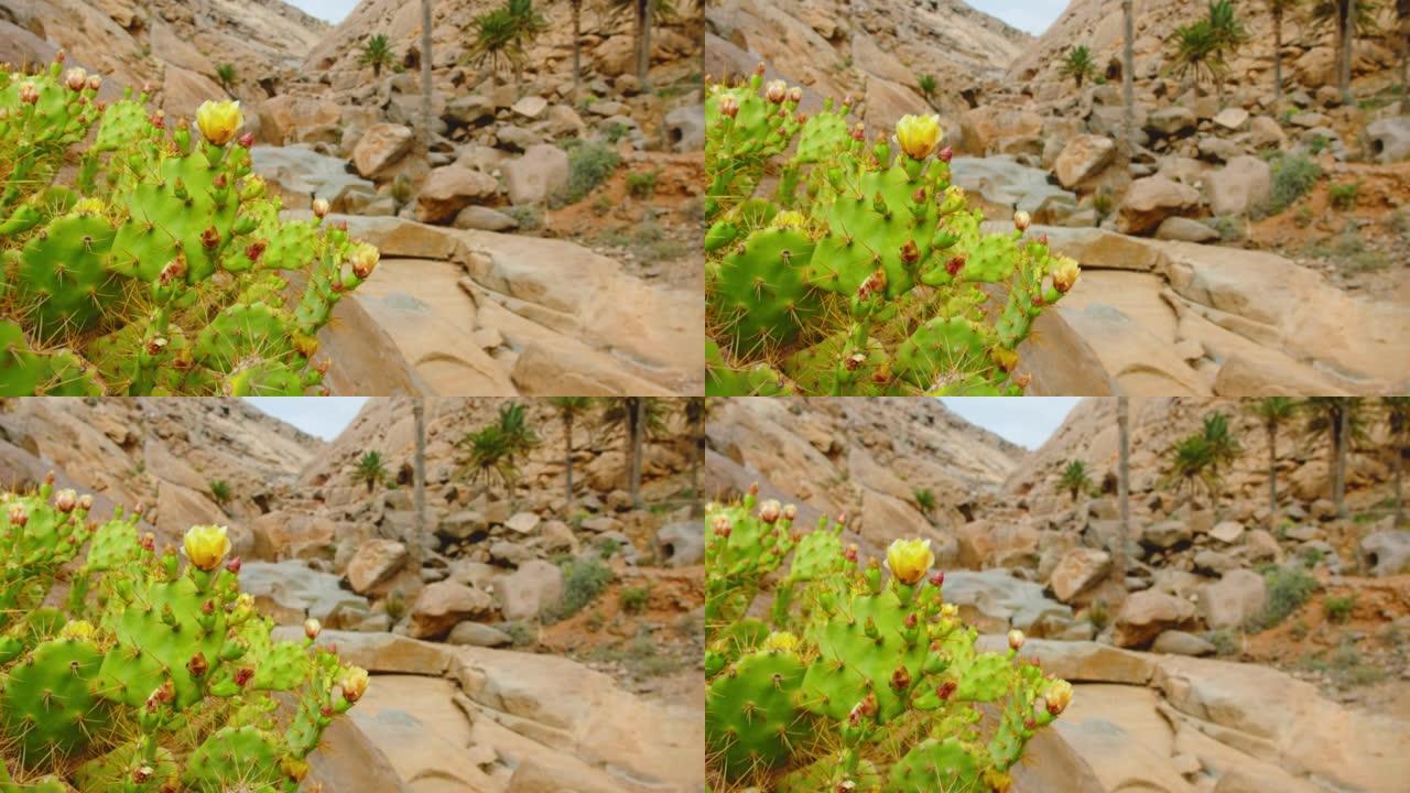 沙漠峡谷中黄色盛开的仙人掌，干燥的自然景观。巴兰科·德·拉斯·佩尼塔斯。峡谷中的徒步旅行路径，砂岩丘