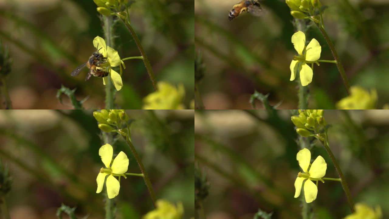 蜜蜂在黄芥花上特写，慢动作