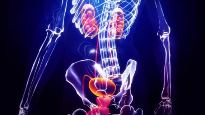 人类肾脏3D人体肾脏3D神经系统人体血管