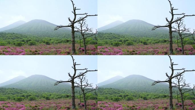 春天的石贺原风景与令人印象深刻的枯树