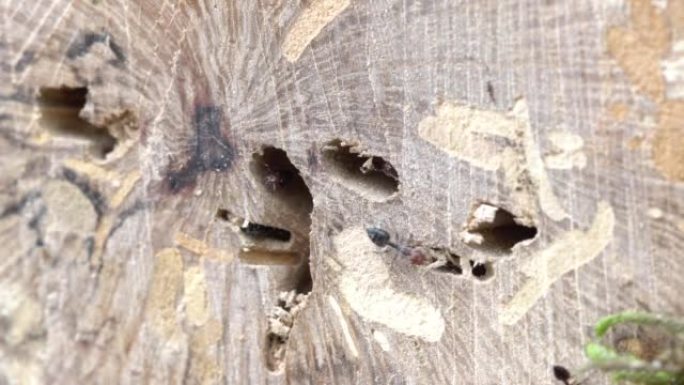 白蚁在冬青橡树枯枝上的白蚁巢中