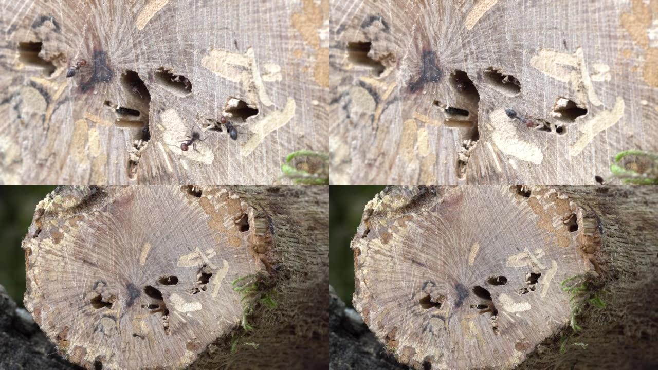 白蚁在冬青橡树枯枝上的白蚁巢中