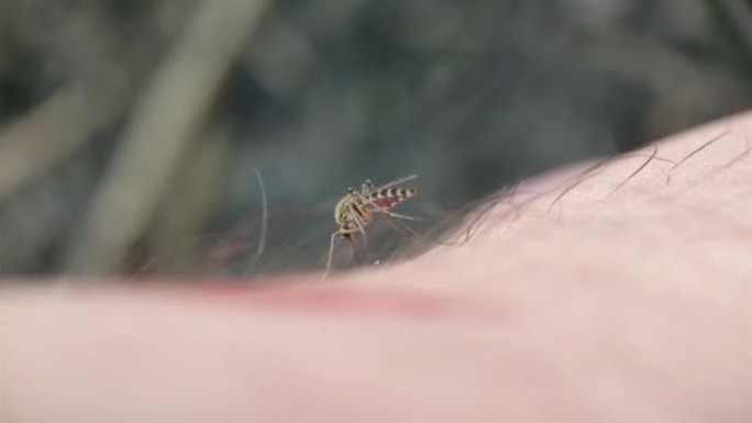 在一个人的手臂上，一只蚊子正在寻找一个可以咬人的地方