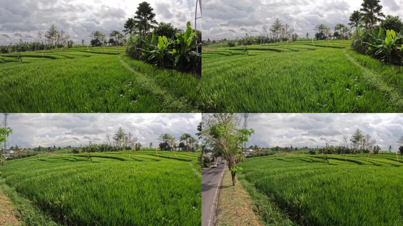 印度尼西亚巴厘岛仓古的梯田稻田。