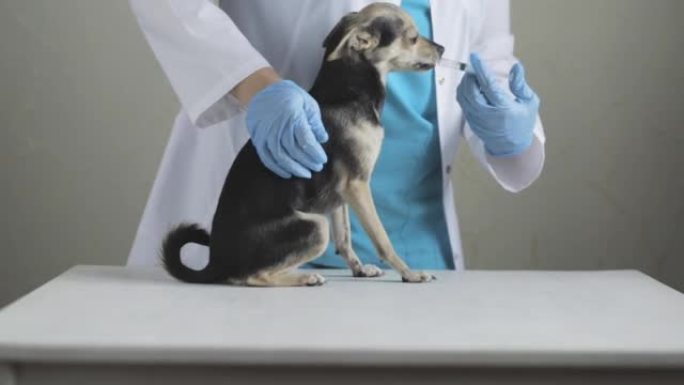 狗药房，兽医医生给宠物液体悬浮液，动物维生素，治疗和护理幼犬的健康，蠕虫药物