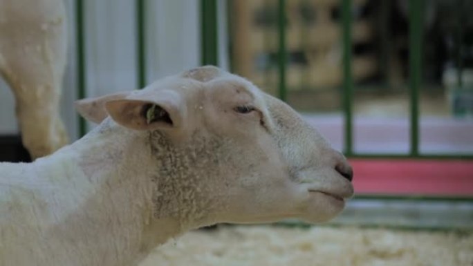 动物展览会上吃干草的绵羊肖像-特写