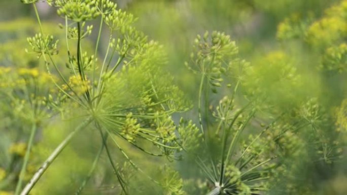 夏天结束时风中的绿色莳萝