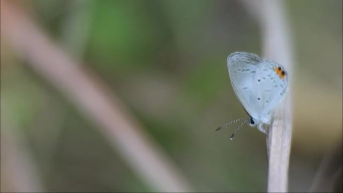 small white butterfly with black and yellow dots. 