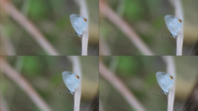 small white butterfly with black and yellow dots. 