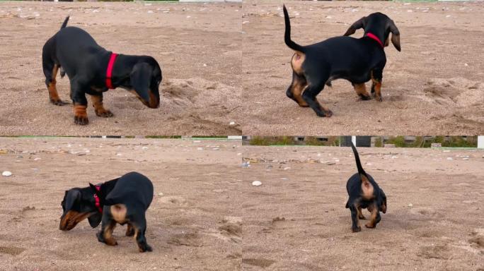 可爱的腊肠犬小狗笨拙地在沙子里徘徊，四处嗅探。