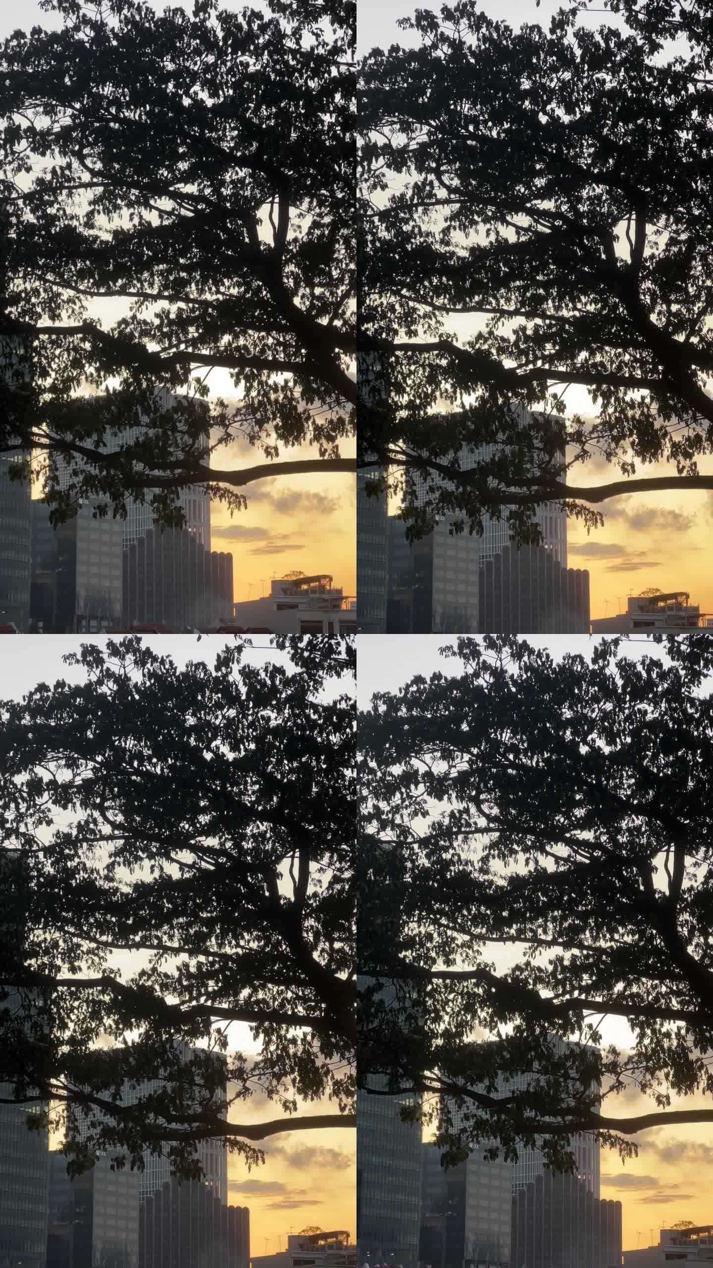 落日下的树木