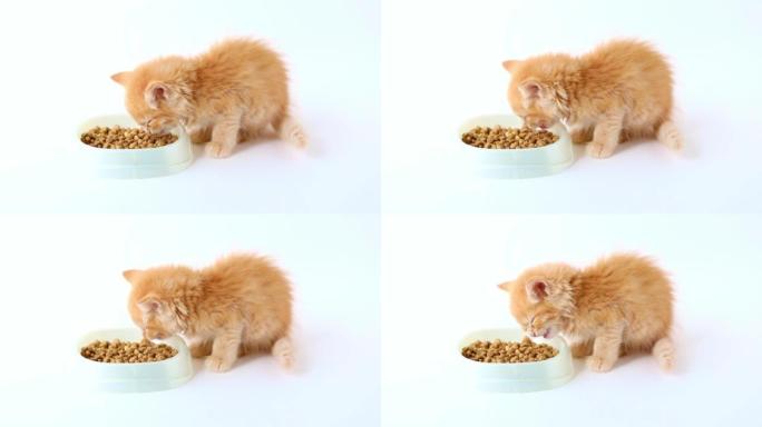 一只橙色的小猫在浅色背景上从杯子里吃食物