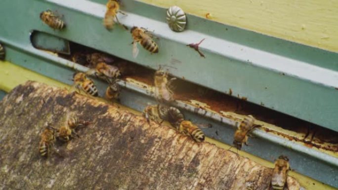 养蜂。蜜蜂特写-在蜂巢入口旁边。欧洲蜜蜂。慢动作视频。