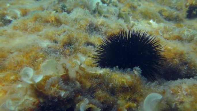 海底的黑海胆长满了藻类。