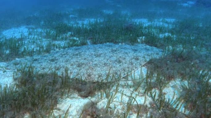 大自然水下的海光安静地变成了磷虾云