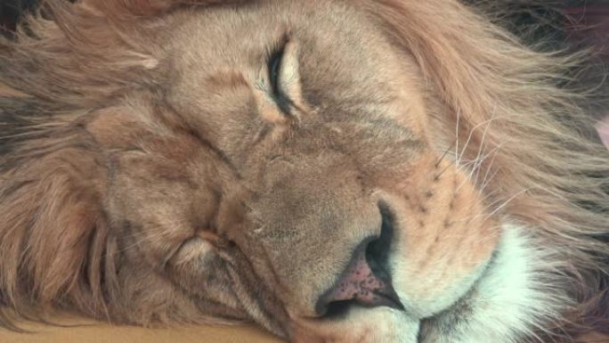 巴巴里狮子 (Panthera leo leo)。沉睡的狮子