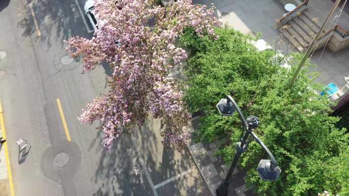 和平区海棠花节