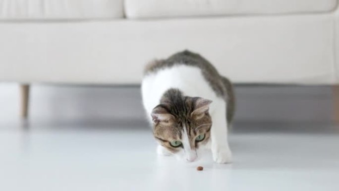 猫在地板上吃食物小猫咪觅食吃东西