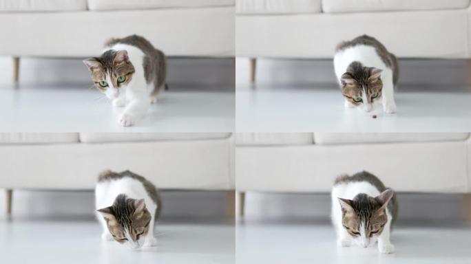 猫在地板上吃食物小猫咪觅食吃东西