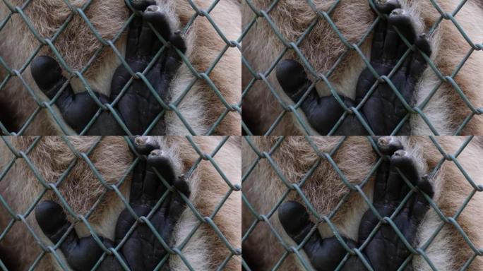 动物园笼子里的猴子爪子
