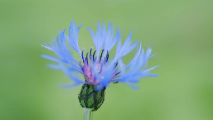 蓝色单身汉纽扣玉米花或centaurea montana。多年生矢车菊或蒙大拿矢车菊，盛开。慢动作。