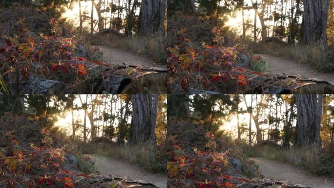 森林或树林中的小路，树林中的小路。针叶松柏树。加利福尼亚