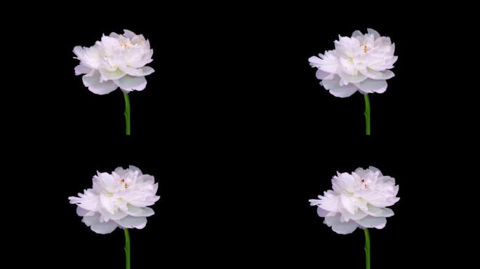 黑色背景上盛开的白牡丹花的4k时间流逝。牡丹花瓣的延时特写。大花开放的延时。