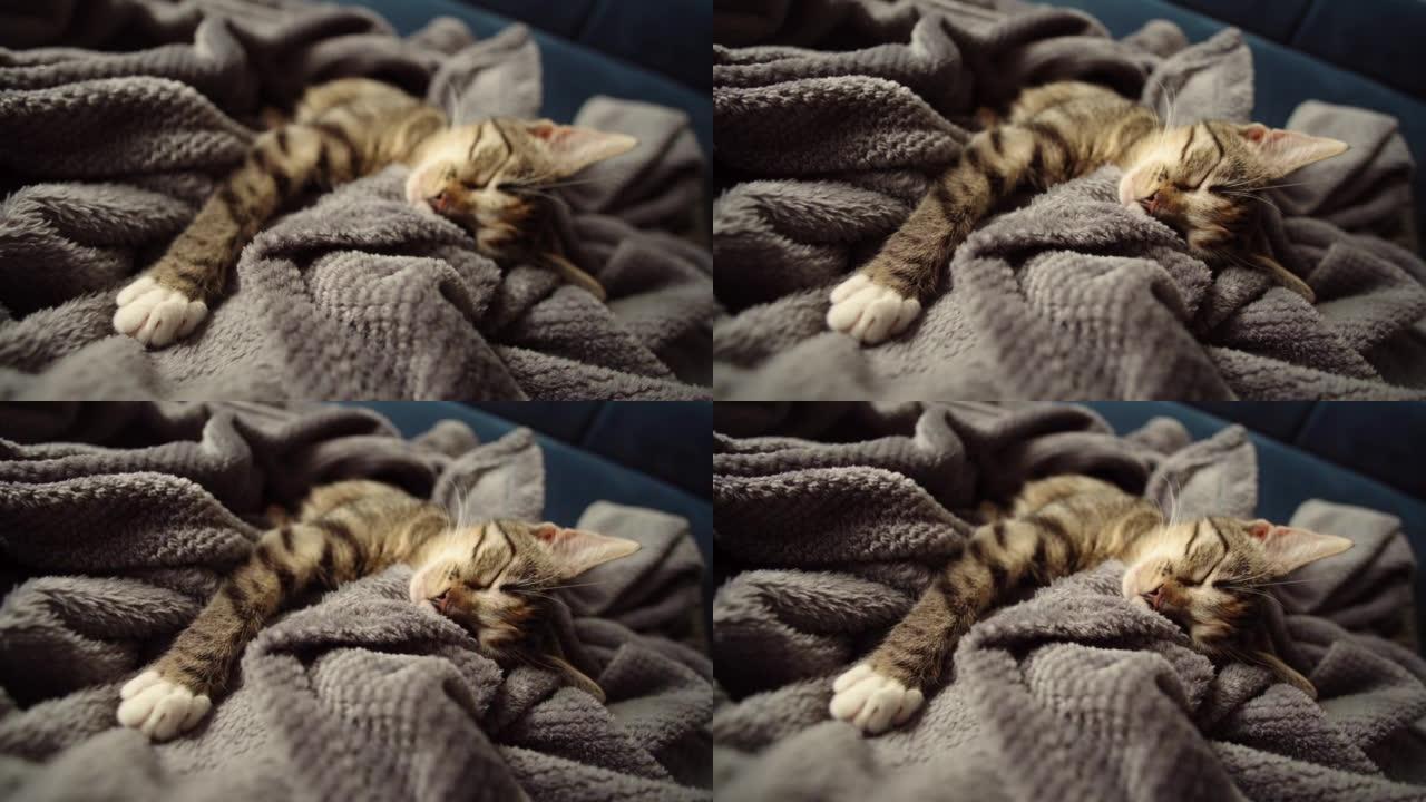 可爱的虎斑猫睡在毯子上