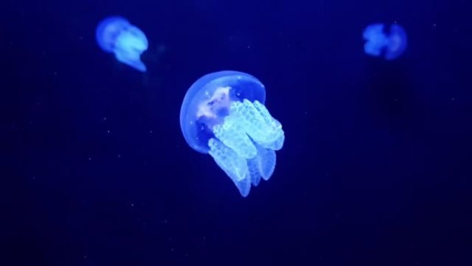 斑点水母蓝色精灵游动