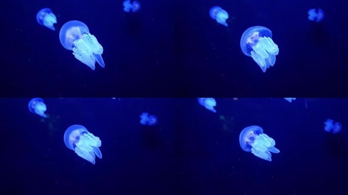 斑点水母蓝色精灵游动