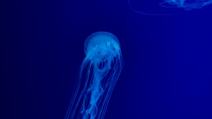 水母优雅地漂浮在深蓝色的水柱中。Chrysaora lactea。牛奶海荨麻在水族馆中拍摄了水母的特
