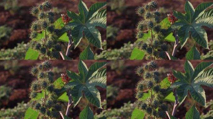 绿色种子蓖麻油植物，植物从其中提取已知的泻药蓖麻油，用于生产生物柴油蓖麻油植物，蓖麻，俗称蓖麻油植物