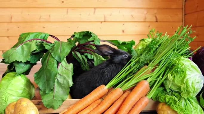 黑兔坐在各种蔬菜中吃。特写。新鲜农场收获。健康维生素食品盒中的可爱宠物。野兔是根据中国历法2023年
