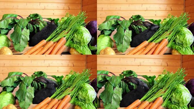黑兔坐在各种蔬菜中吃。特写。新鲜农场收获。健康维生素食品盒中的可爱宠物。野兔是根据中国历法2023年
