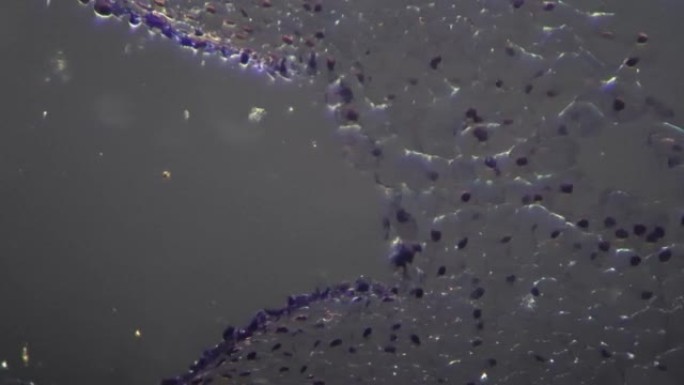 显微镜200x放大百合卵巢横切面，用斜光拍摄