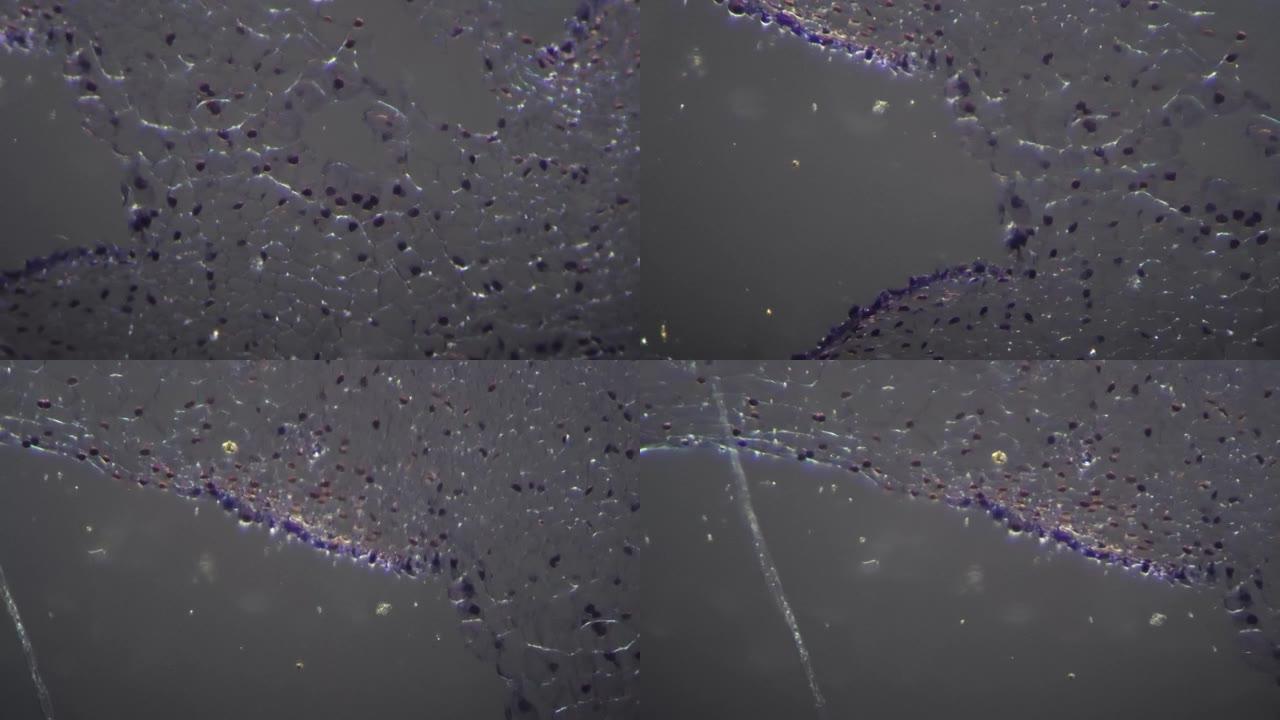 显微镜200x放大百合卵巢横切面，用斜光拍摄