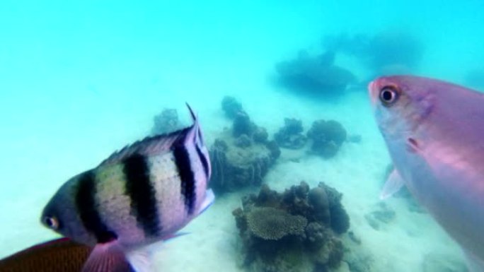 水下景观海洋生物珊瑚礁，鱼很多。