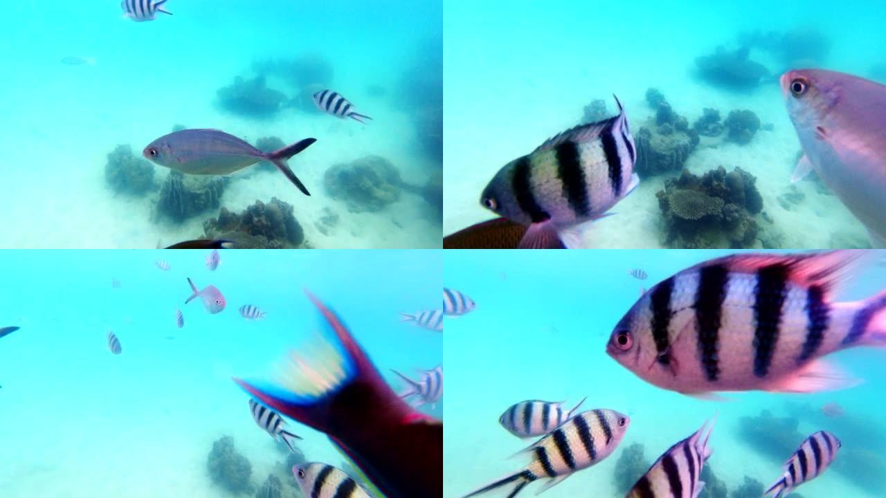 水下景观海洋生物珊瑚礁，鱼很多。