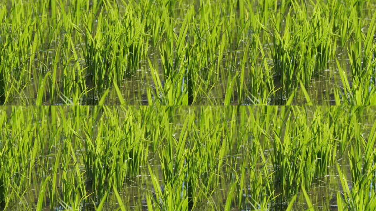 仲夏时节的日本，稻田里种下的稻苗散发出勃勃生机。