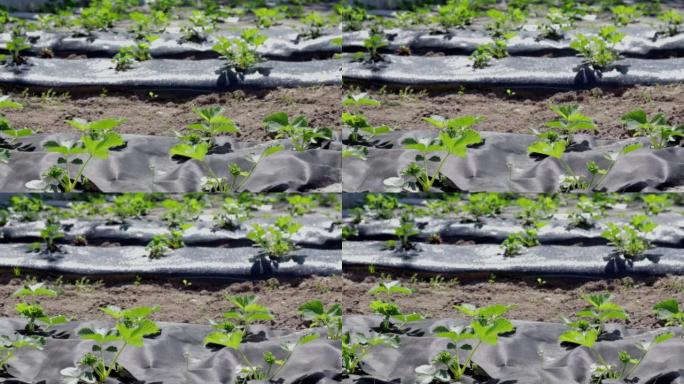 用黑色农用纤维覆盖的草莓整齐的长床。一种绿色的草莓植物，在地面上的深黑色纺粘孔中。应用现代技术种植草