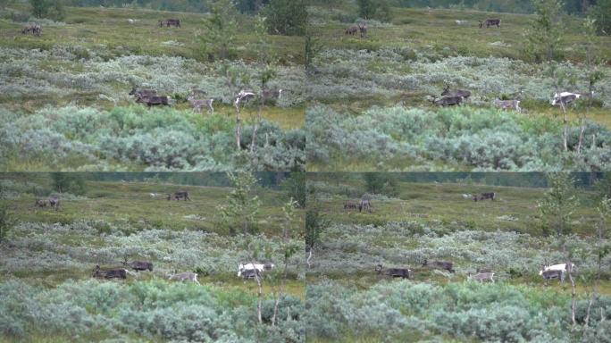 驯鹿群在瑞典北部苔原移动