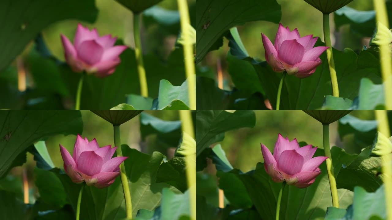 美丽的莲花在风中摇摆，粉红色的花朵，绿叶和芽背景，特写镜头，4k镜头，b卷拍摄手册从散焦到锐化聚焦。