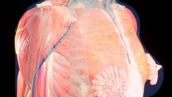 女性身体的解剖3D动画。皮肤下的肌肉和血管结构。乳房解剖。
