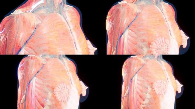 女性身体的解剖3D动画。皮肤下的肌肉和血管结构。乳房解剖。