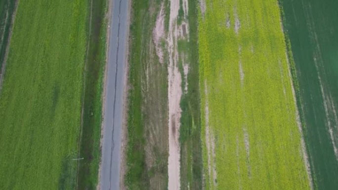 油菜田沿线的空中倾斜视图