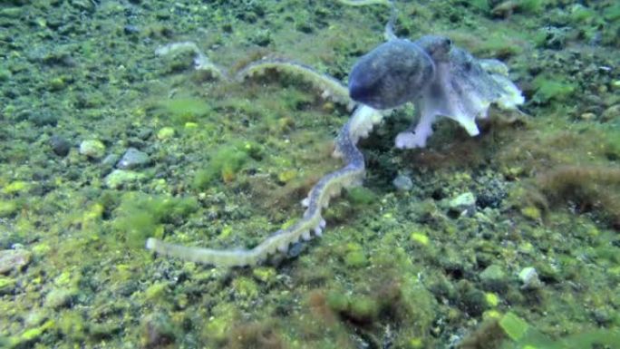 灰色章鱼的中等水下镜头，一半的腿不见了